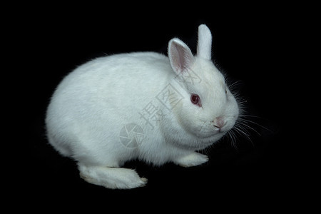 维也纳白兔背景图片