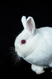 白化病维也纳白兔背景图片