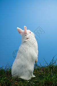 白毛兔子站立在草地上动物蓝色白色毛皮哺乳动物兔形体宠物背景图片