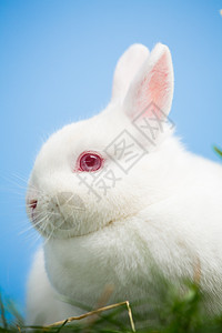 白兔子 有粉红眼睛和耳朵图片