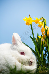 白兔兔子坐在带复活节蛋的花水仙子旁边图片