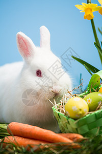 白兔子坐在复活节鸡蛋旁 绿色篮子和胡萝卜图片