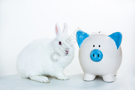 白兔坐在蓝白小猪银行旁边的白兔子图片