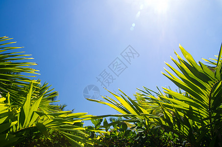 棕榈树假期椰子草地树木修剪胡同热带晴天丛林天堂图片