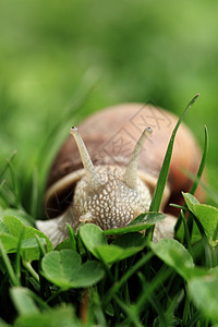 Snail Helix 孔径运动动物螺旋季节植物群三叶草天线眼睛食物宏观图片