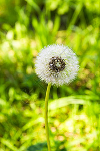 Dandelion种子在黄色和绿色背景下接近尾声图片