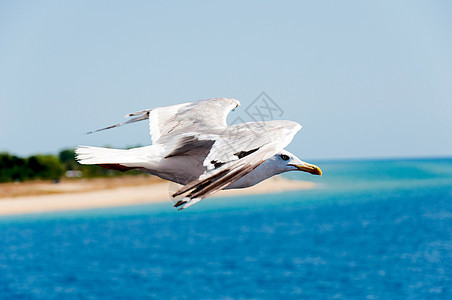 飞行海鸥天空荒野燕鸥晴天摄影信仰自由航班翅膀动物图片