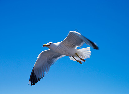 在天空中锁定生活阳光海鸥空气动物荒野团体野生动物戏剧性漂浮图片