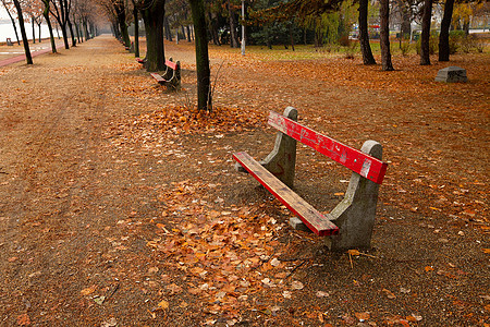 秋季旅行场景风景环境公园生活树木叶子树叶橙子图片
