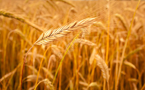 金大巴眼耳背景食物种子场地黄色玉米小麦天气收成大麦燕麦图片