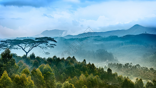 印度喀拉拉邦茶叶种植园图片