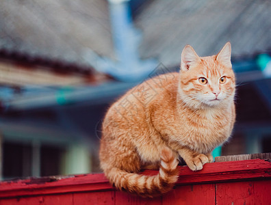 红猫坐在栅栏上哺乳动物猫科动物孤独橙子国家红色小猫宠物花园图片