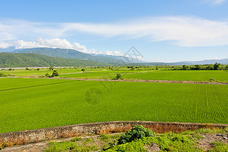 国家稻米农场粮食风景叶子场地种子农村稻田农田水坑托盘图片