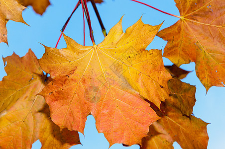 秋叶黄色植物学棕色季节红色活力季节性静脉叶子植物图片