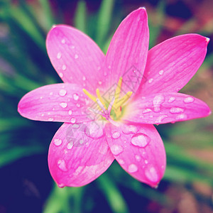 具有追溯过滤效果的粉花花场地叶子阳光季节粉色正方形调子花瓣植物雏菊图片