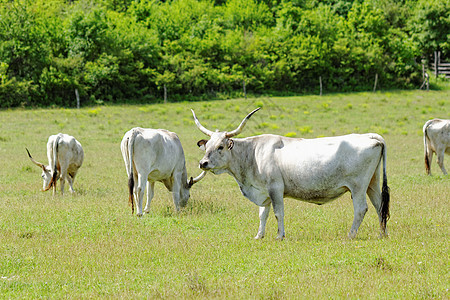 匈牙利灰色牛白色村庄牛角小牛动物国家牛奶高山喇叭牛扒图片