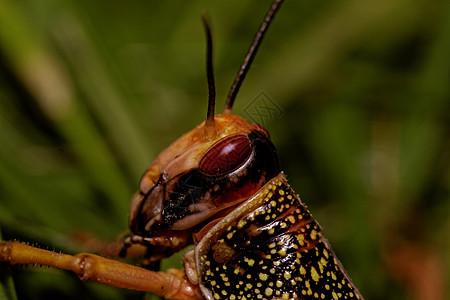 一蝗虫吃野生动物昆虫眼睛植物叶子蟋蟀天线漏洞翅膀花园图片