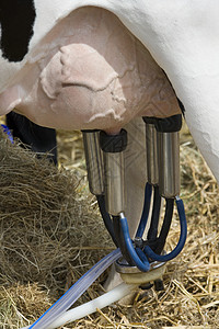 奶牛牛奶技术挤奶机奶牛场农场奶制品农业乳房背景图片