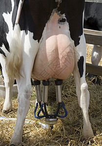 奶牛后端技术牛奶奶制品农场挤奶机奶牛场乳房农业图片