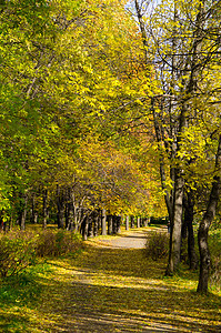 秋天公园森林远景地毯人行道小径天空树叶远足树木环境图片