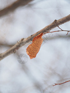 冬天树上的干叶木头植物区系黄色橡木国家雪花公园季节森林图片