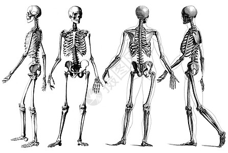 人类骨骼身体药品医疗数字肋骨生理解剖学图纸骨头图片