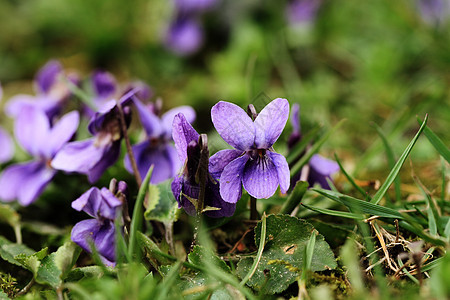 紫罗兰花花园花束荒野宏观快乐紫色礼物植物蓝色花瓣图片