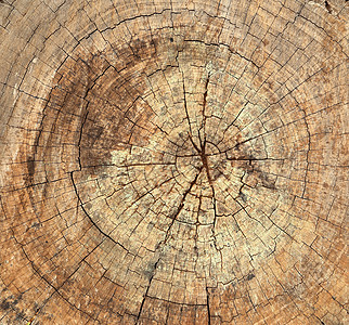 旧树枝纹理裂缝松树材料橡木生活树桩戒指植物树干日志图片
