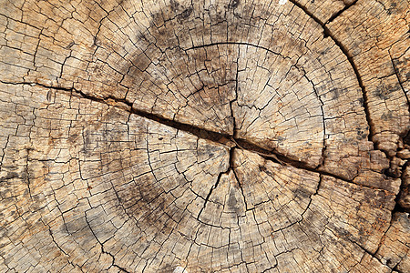 戒指特写旧树枝纹理戒指同心生活橡木日志粮食硬木松树植物生长背景