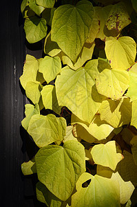 秋季假期叶子季节黄色红色木头植物树叶图片
