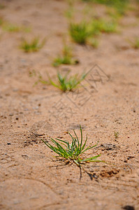 沙地密闭中生长的青绿青草图片