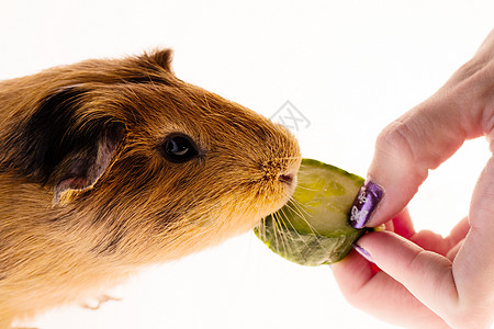 红豚猪动物乐趣黄瓜仓鼠兴趣眼睛头发毛皮卡片宏观高清图片