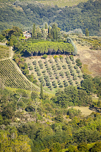 意大利风景旅行房子爬坡全景草地地平线场地植物酒厂植被图片