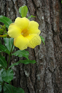 阿拉曼达喇叭花瓣香味花园叶子金喇叭农业植物灌木植物学图片