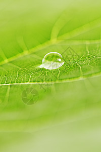 叶子上滴水液体宏观植物水滴露珠雨滴环境图片