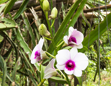 花朵在花园中美丽兰花 泰国自然美容治疗茶色身体健康香味护理场景水疗阴影图片