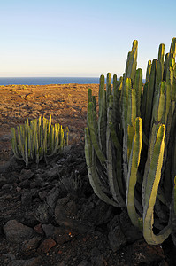 干旱沙漠上的中产植物仙人掌植物群管道山脉器官日落植被纪念碑国家食物荒野图片