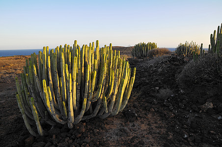 干旱沙漠上的中产植物仙人掌日落食物森林器官植物群天空管道荒野刷子国家图片