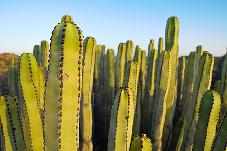 干旱沙漠上的中产植物仙人掌森林植被器官国家天空管道日落植物群刷子纪念碑图片