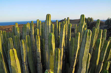 干旱沙漠上的中产植物仙人掌水果植被植物群食物刷子天空森林山脉器官国家图片