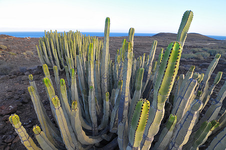 干旱沙漠上的中产植物仙人掌国家管道刷子植物群山脉荒野森林天空日落纪念碑图片