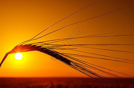 小麦和橙色日落的光影图片