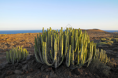 干旱沙漠上的中产植物仙人掌植被天空山脉植物群水果荒野日落国家刷子食物图片