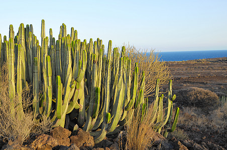 干旱沙漠上的中产植物仙人掌天空食物水果日落器官荒野管道刷子植物群山脉图片