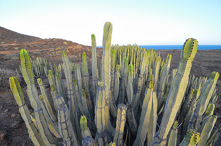 干旱沙漠上的中产植物仙人掌植物群日落山脉荒野纪念碑天空植被器官食物森林图片