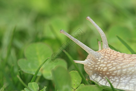 斯奈尔海利克斯波马提亚花园食物生活生物植物群植物学季节天线运气动物图片