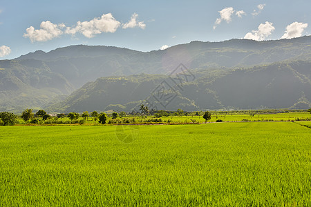 国家稻米农场场景培育食物场地农田水坑种植园生长农村托盘图片