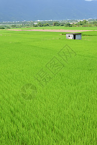 国家稻米农场草地稻田水坑食物植物农村文化农田牧歌叶子图片