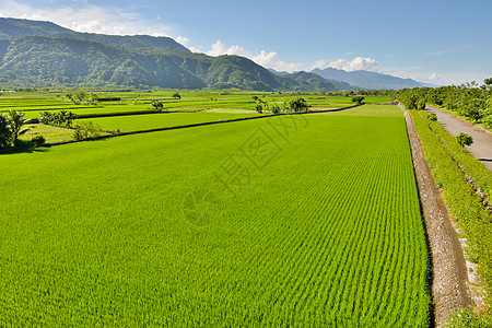 国家稻米农场农村农业种植园粮食稻田农田食物场地托盘叶子图片