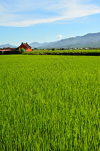 国家稻米农场农村农田粮食牧歌农业食物种植园植物风景文化图片